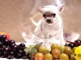 Safkan Şivava Chihuahua Yavruları