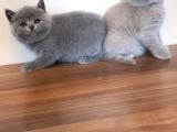 British Shorthair, Scottish Fold, Chinchilla Yavrular
