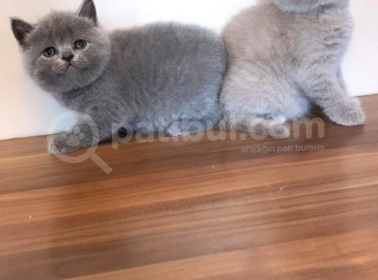 British Shorthair, Scottish Fold, Chinchilla Yavrular görsel