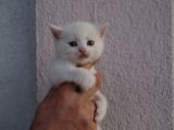 British Shorthair, Scottish Fold, Chinchilla Yavrular