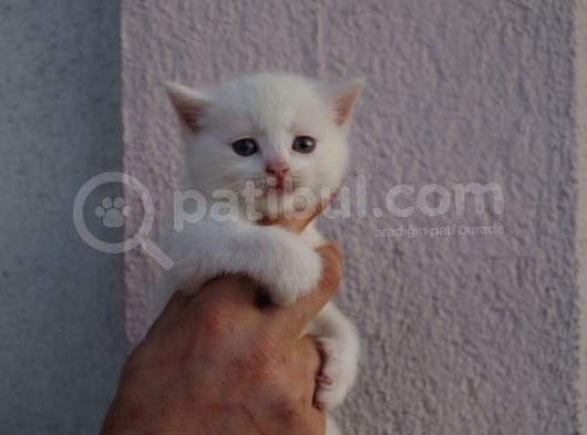 British Shorthair, Scottish Fold, Chinchilla Yavrular görsel