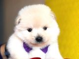 Pomeranian Mini Oğlumuz