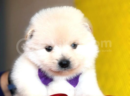 Pomeranian Mini Oğlumuz görsel