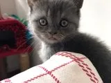 Safkan Dişi Yavru Kedi