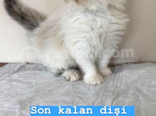British Shorthair, Scottish Fold, Chinchilla Yavrular görsel
