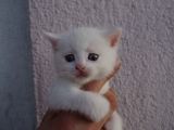 British Shorthair, Scottish Fold, Chinchilla Yavrular