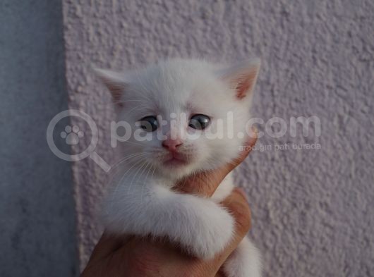 British Shorthair, Scottish Fold, Chinchilla Yavrular görsel