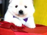 Pomeranian Mini Oğlumuz