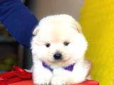 Pomeranian Mini Oğlumuz