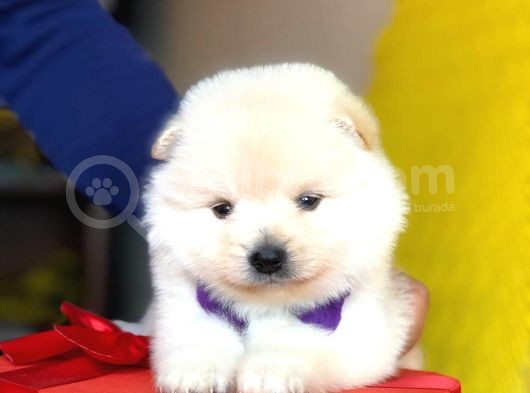 Pomeranian Mini Oğlumuz görsel