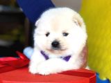Pomeranian Mini Oğlumuz