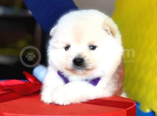 Pomeranian Mini Oğlumuz görsel