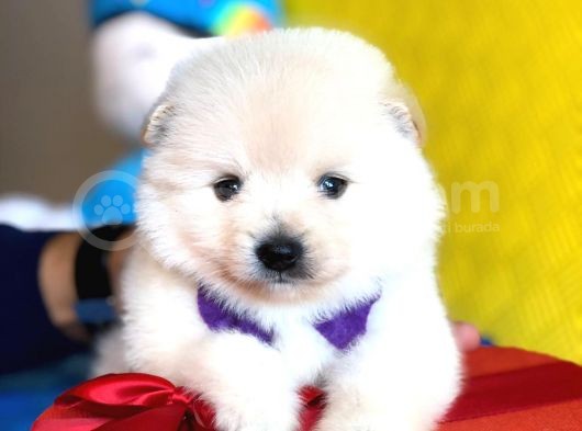 Pomeranian Mini Oğlumuz görsel