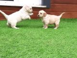 Golden Retriever Yavruları