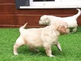 Golden Retriever Yavruları