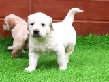 Golden Retriever Yavruları
