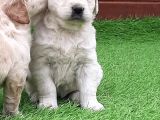 Golden Retriever Yavruları