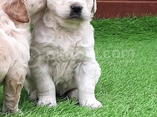 Golden Retriever Yavruları görsel