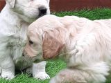Golden Retriever Yavruları