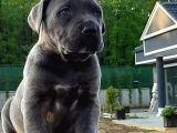 Cane Corsa Yavruları