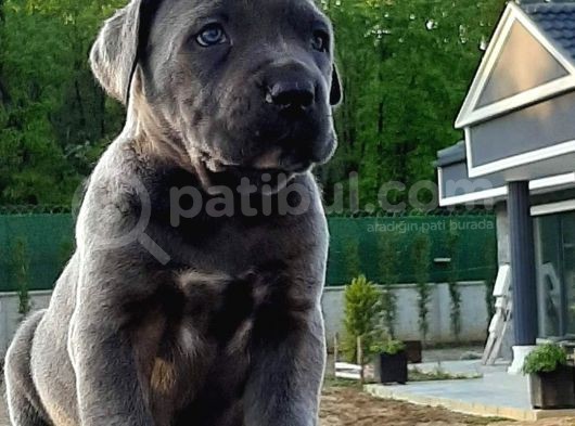 Cane Corsa Yavruları görsel
