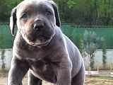 Cane Corsa Yavruları