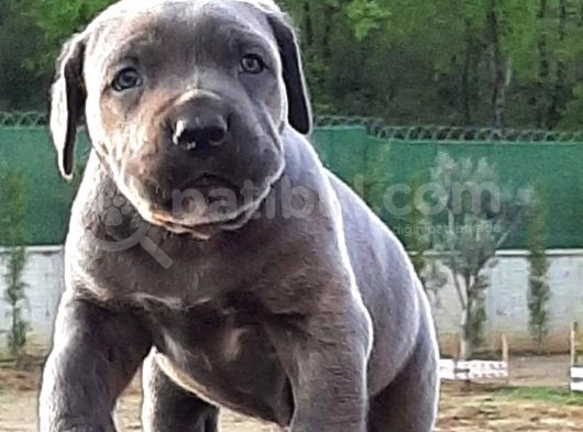 Cane Corsa Yavruları görsel