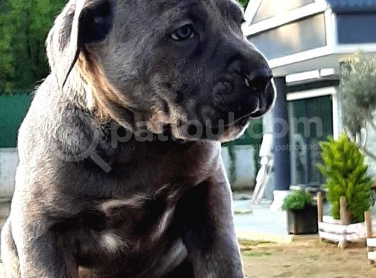 Cane Corsa Yavruları görsel