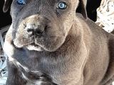Cane Corsa Yavruları