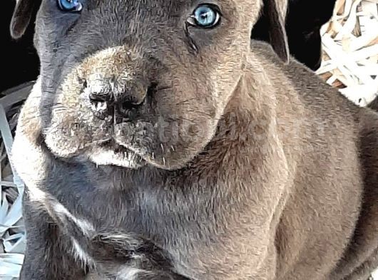 Cane Corsa Yavruları görsel