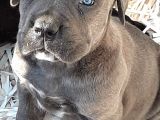 Cane Corsa Yavruları