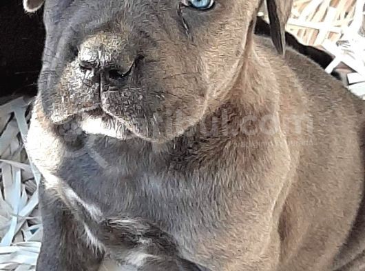 Cane Corsa Yavruları görsel