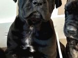 Cane Corsa Yavruları