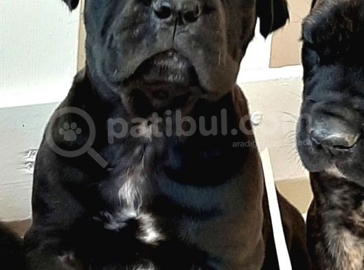 Cane Corsa Yavruları görsel