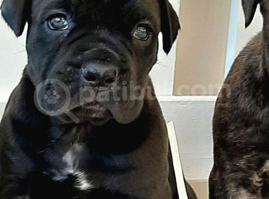 Cane Corsa Yavruları görsel