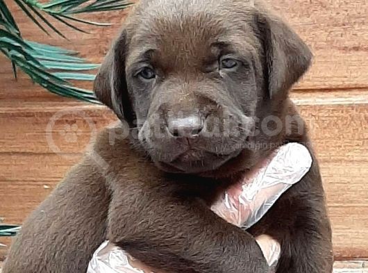 Labrador Retriever Yavruları görsel