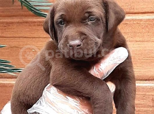 Labrador Retriever Yavruları görsel