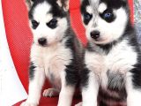 Sibirya Husky Yavrumuz