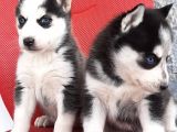 Sibirya Husky Yavrumuz