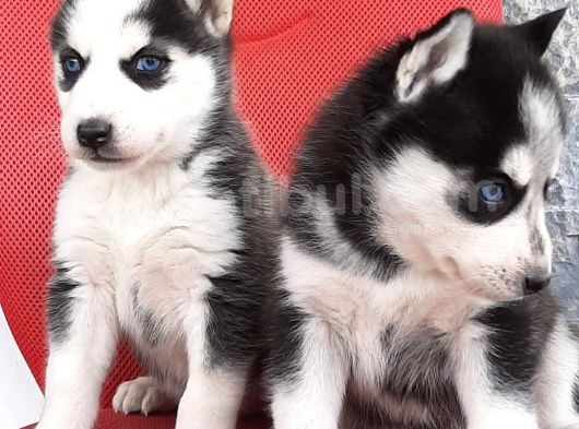 Sibirya Husky Yavrumuz görsel
