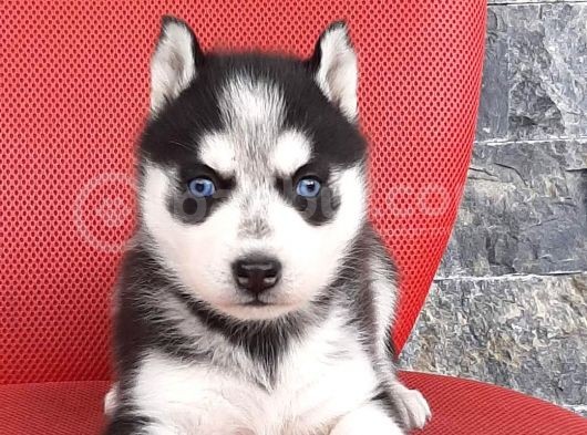 Sibirya Husky Yavrumuz görsel