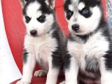 Sibirya Husky Yavrumuz