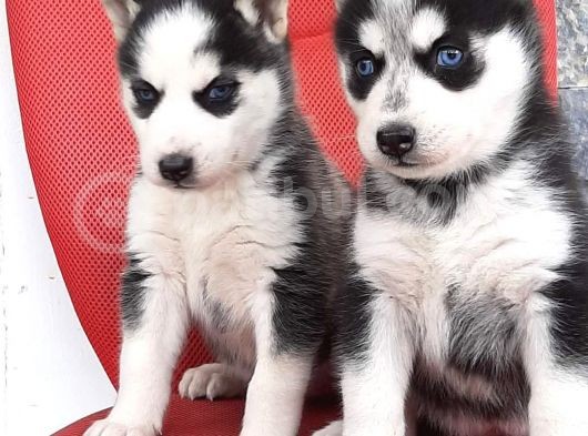 Sibirya Husky Yavrumuz görsel