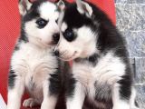 Sibirya Husky Yavrumuz