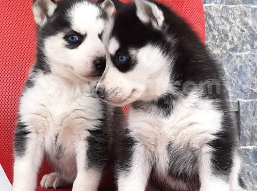 Sibirya Husky Yavrumuz görsel