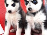 Sibirya Husky Yavrumuz