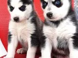 Sibirya Husky Yavrumuz