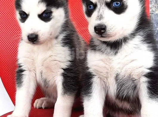 Sibirya Husky Yavrumuz