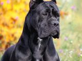 Cane Corsa Yavruları