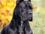 Cane Corsa Yavruları
